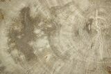 Petrified Wood (Mahogany) Round - Myanmar #382210-1